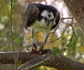 florida everglades tours